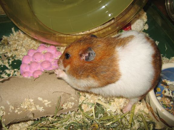 Saturday night with my hamster Lucy.