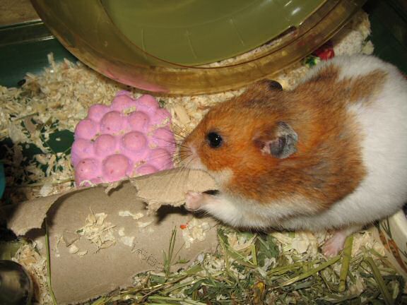 Saturday night with my hamster Lucy.