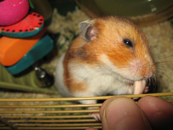 Saturday night with my hamster Lucy.