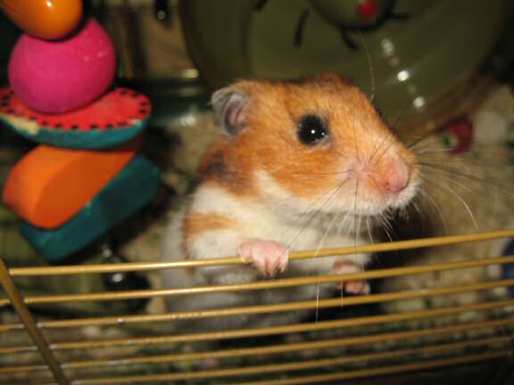 Saturday night with my hamster Lucy.