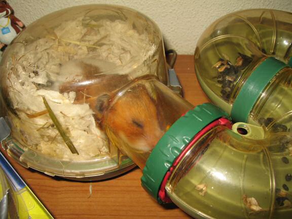 My hamster Lucy in her overly stuffed bedroom.