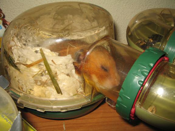 My hamster Lucy in her overly stuffed bedroom.