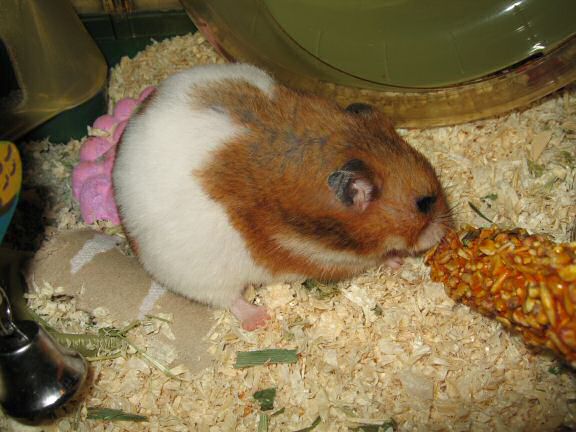 My hamster Lucy enjoying a Kräcker Treat.