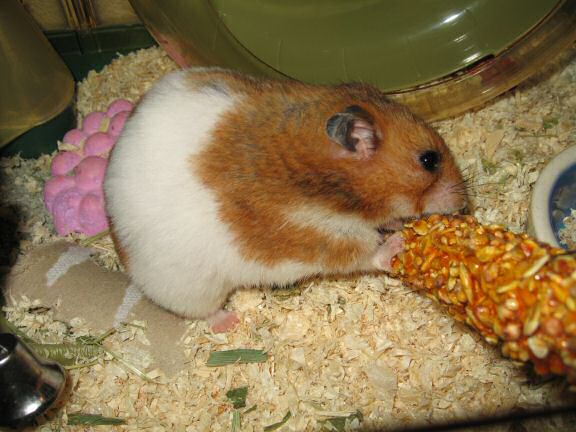 My hamster Lucy enjoying a Kräcker Treat.