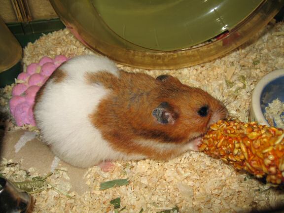 My hamster Lucy enjoying a Kräcker Treat.