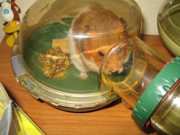 My hamster Lucy has to do some serious bedroom decorating.