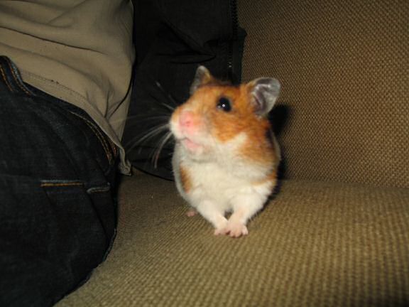 Quality time with my hamster Lucy on the couch.