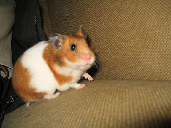 Quality time with my hamster Lucy on the couch.