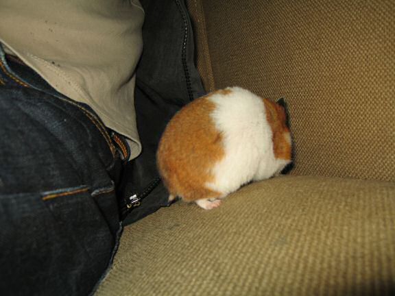 Quality time with my hamster Lucy on the couch.