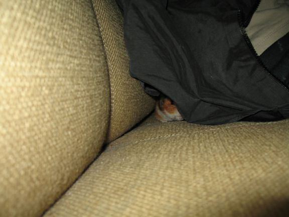 Quality time with my hamster Lucy on the couch.