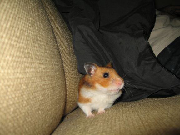 Quality time with my hamster Lucy on the couch.