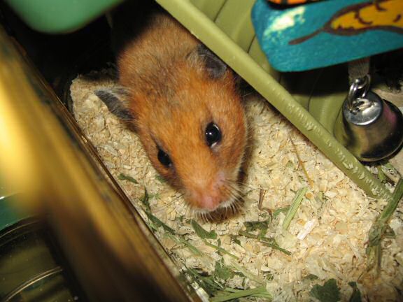 Music time with my hamster Lucy.