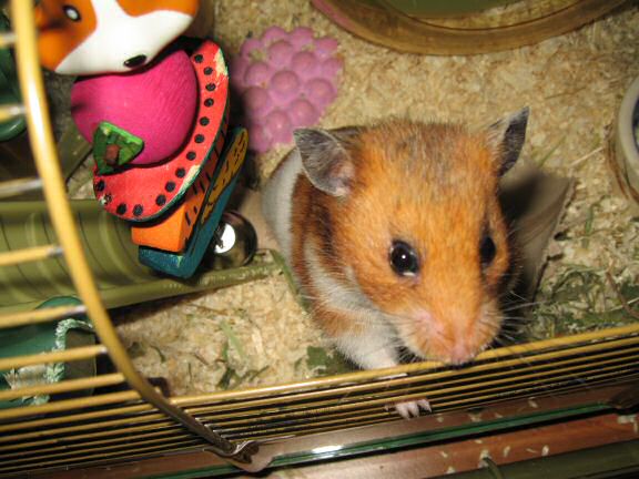 Music time with my hamster Lucy.
