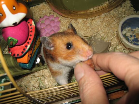 Music time with my hamster Lucy.