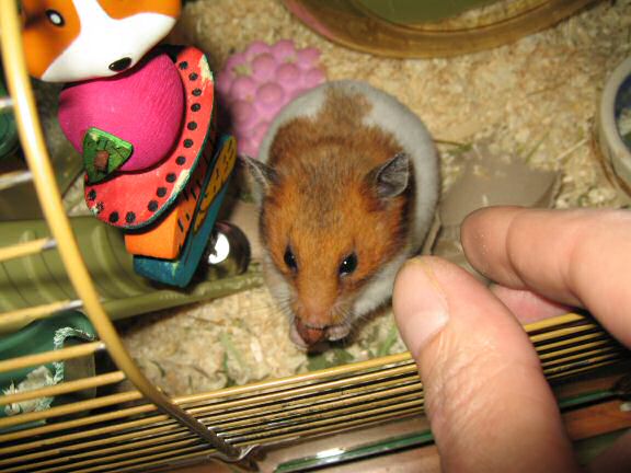 Music time with my hamster Lucy.