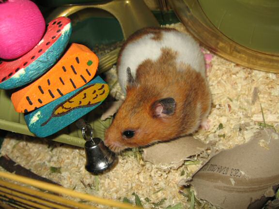 Music time with my hamster Lucy.