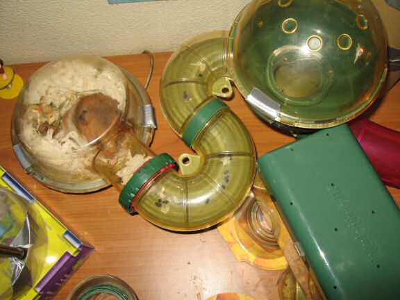 My hamster Lucy dream or just plain lazy.