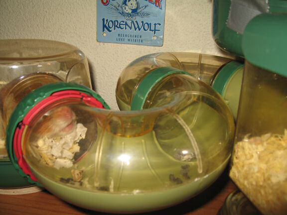 My hamster Lucy dream or just plain lazy.