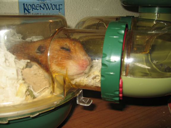 My hamster Lucy dream or just plain lazy.