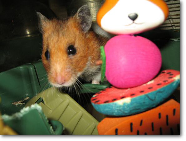 My hamster Lucy dream or just plain lazy.