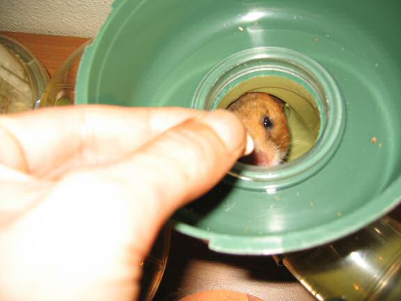 My hamster Lucy getting a treat.