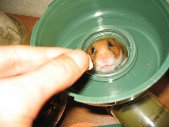 My hamster Lucy getting a treat.