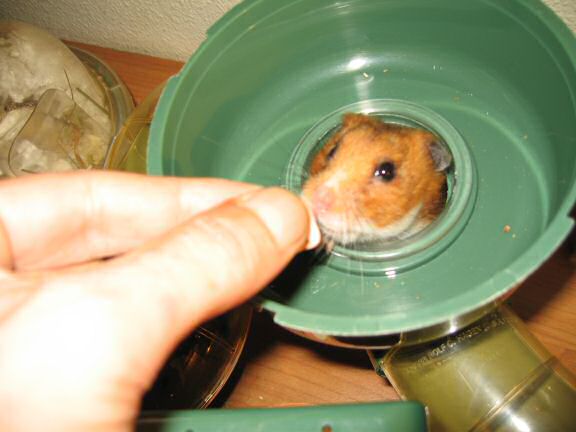 My hamster Lucy getting a treat.