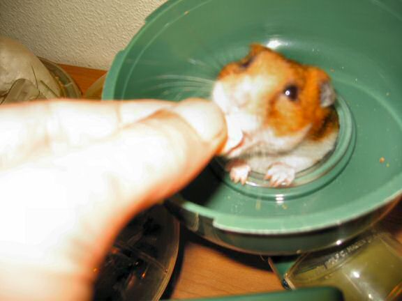 My hamster Lucy getting a treat.
