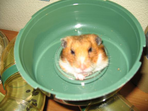 My hamster Lucy getting a treat.