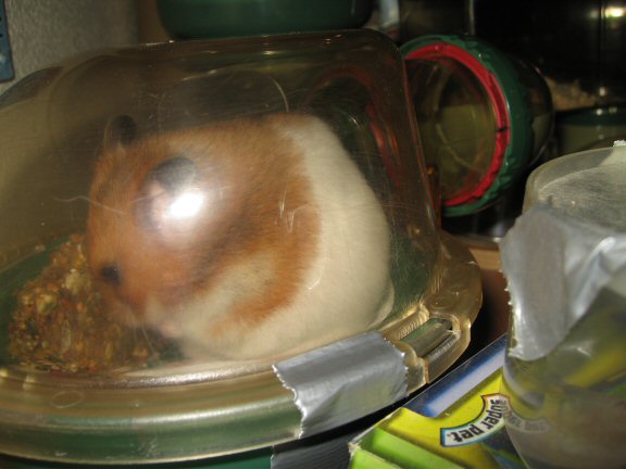 My hamster Lucy teasing me.