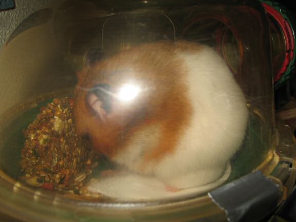 My hamster Lucy teasing me.