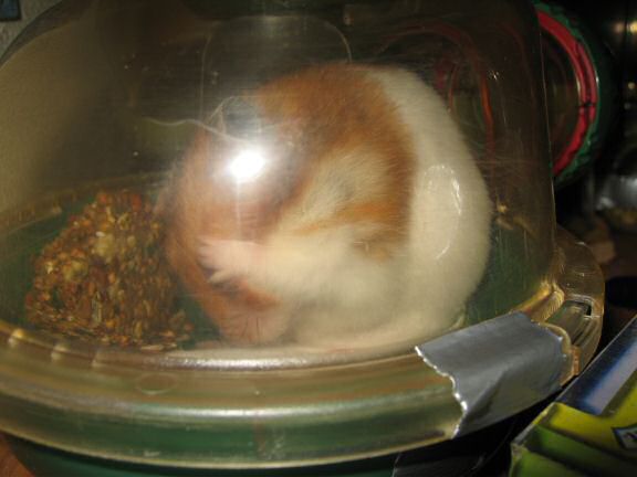 My hamster Lucy teasing me.