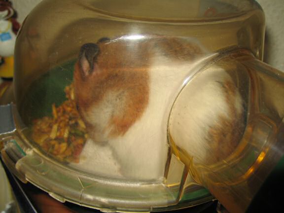 My hamster Lucy teasing me.