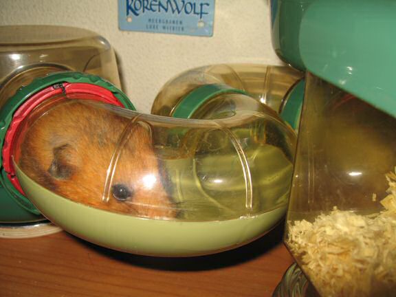 My hamster Lucy teasing me.