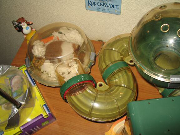 My hamster Lucy & 'Just Like That Day'.