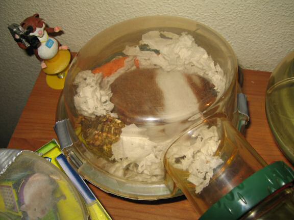 My hamster Lucy & 'Just Like That Day'.