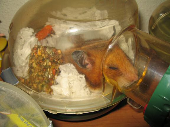 My hamster Lucy almost drank 3 liters of water.