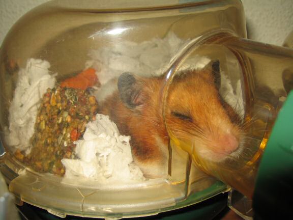 My hamster Lucy almost drank 3 liters of water.