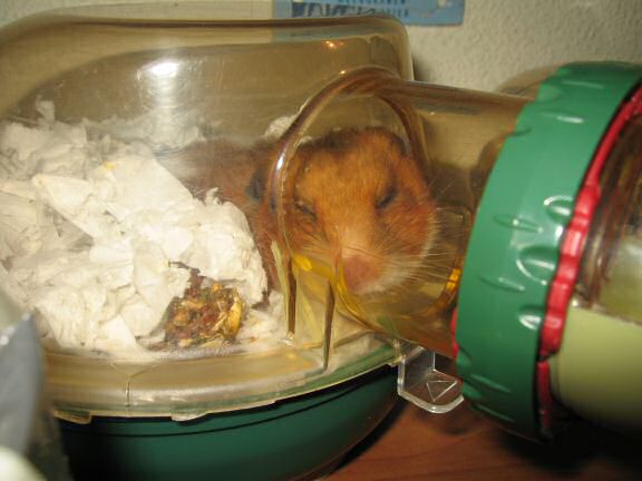 My hamster Lucy almost drank 3 liters of water.