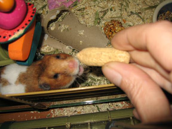Peanut Time with my hamster Lucy.