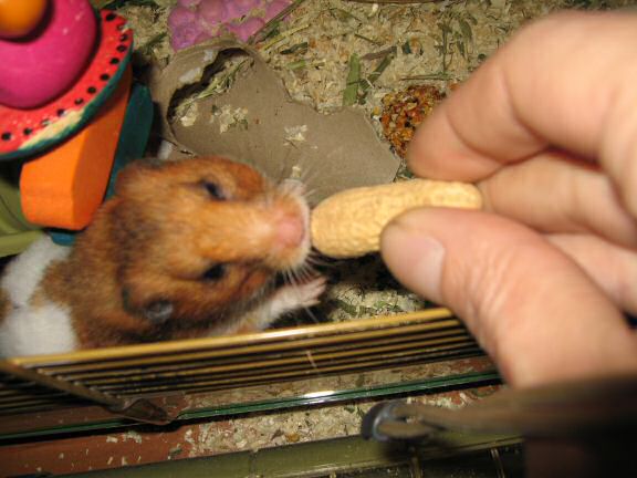 Peanut Time with my hamster Lucy.