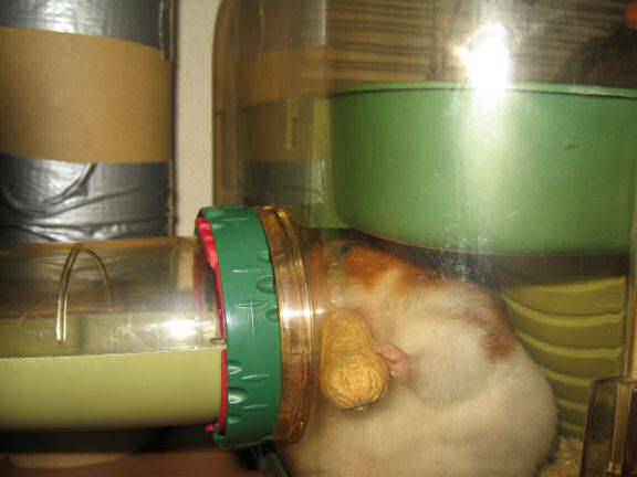 Peanut Time with my hamster Lucy.