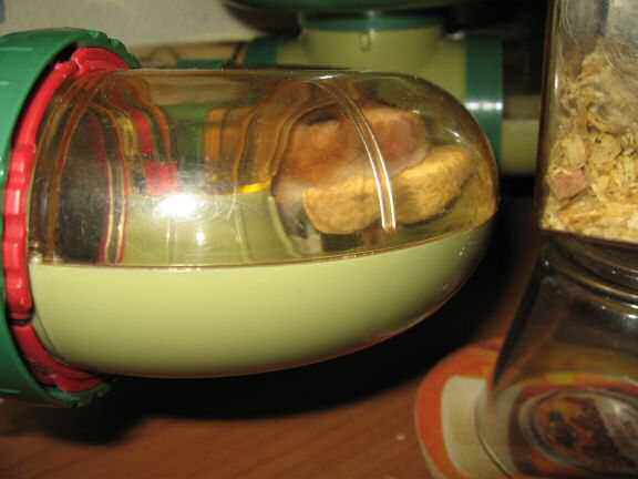 Peanut Time with my hamster Lucy.