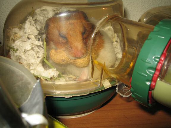 Peanut Time with my hamster Lucy.
