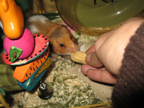 Worried times with my hamster Lucy.