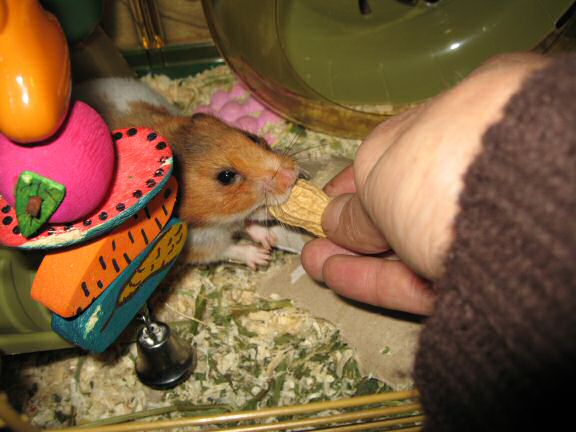 Worried times with my hamster Lucy.