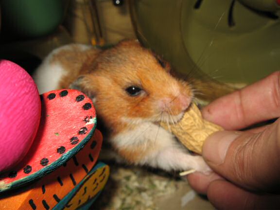 Worried times with my hamster Lucy.