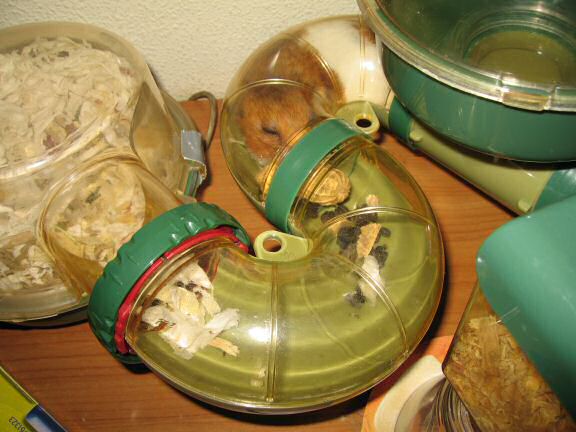 Worried times with my hamster Lucy.