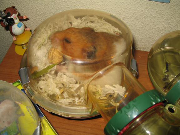 Worried times with my hamster Lucy.