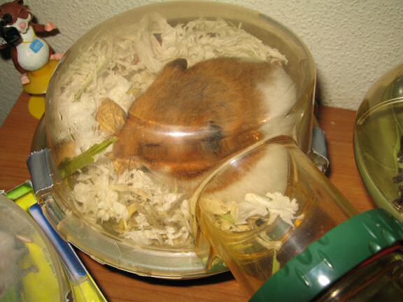 Worried times with my hamster Lucy.